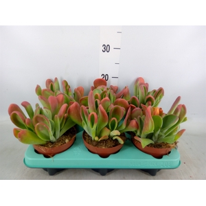 Kalanchoe NF   ...