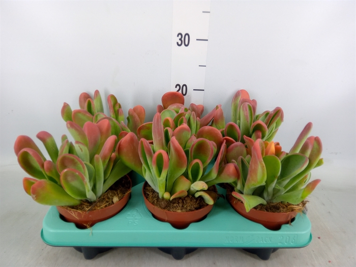 <h4>Kalanchoe NF   ...</h4>