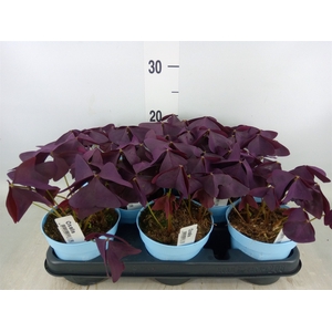 Oxalis trian.