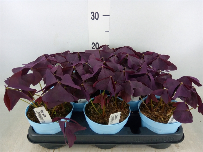 <h4>Oxalis trian.</h4>