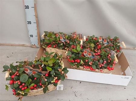 Arr Tuinplanten In Rieten Mandje