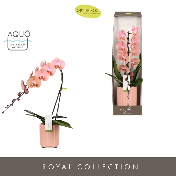 <h4>Phalaenopsis overig oranje (meerder</h4>
