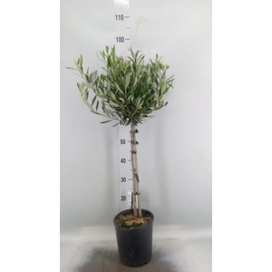 Olea europaea