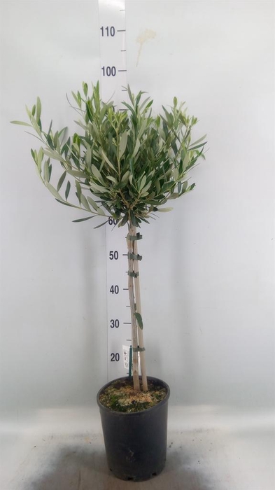 <h4>Olea europaea</h4>