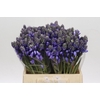 Scilla Blauw