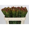 Leucadendron Laurel Yellow