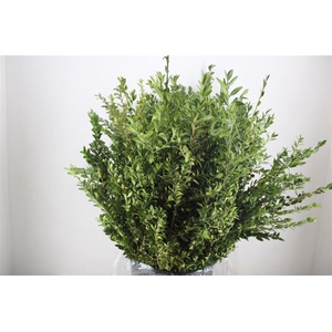 Buxus Green P Bunch