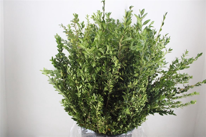 Buxus Green P Bunch