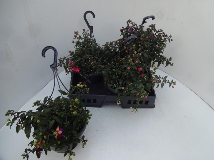 <h4>FUCHSIA GEM</h4>