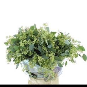 EUC POLYAN FRUI P BS