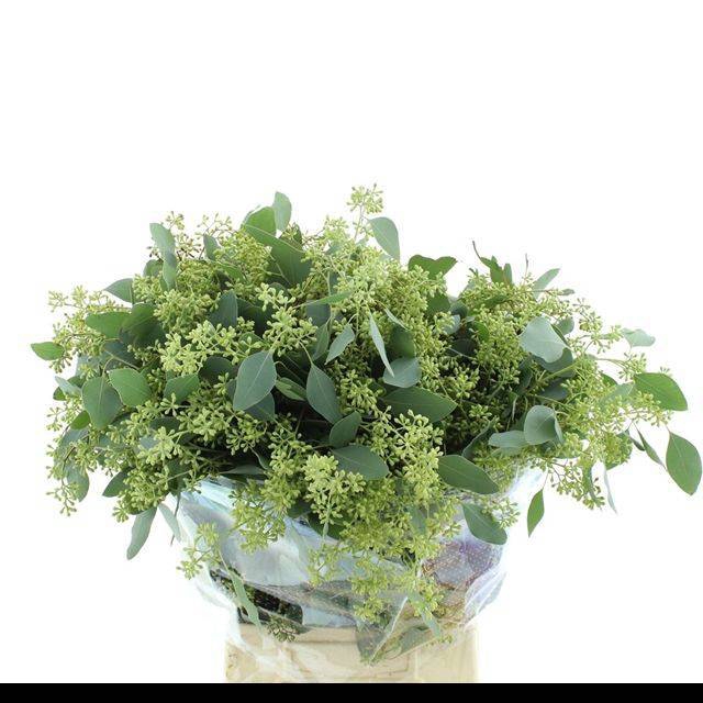 <h4>EUC POLYAN FRUI P BS</h4>