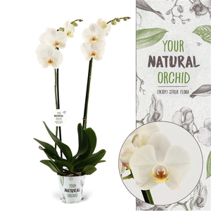 Your Natural Orchid | Folkestone | Phalaenopsis 2 spike