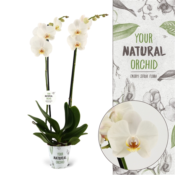 <h4>Your Natural Orchid | Folkestone | Phalaenopsis 2 spike</h4>