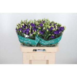 Eus G Rosi Brig Blue