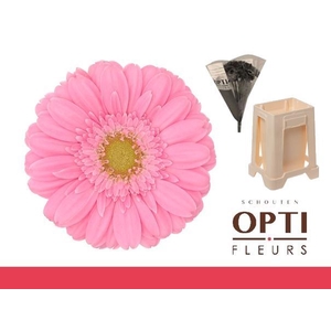 Germini Kirstey Water