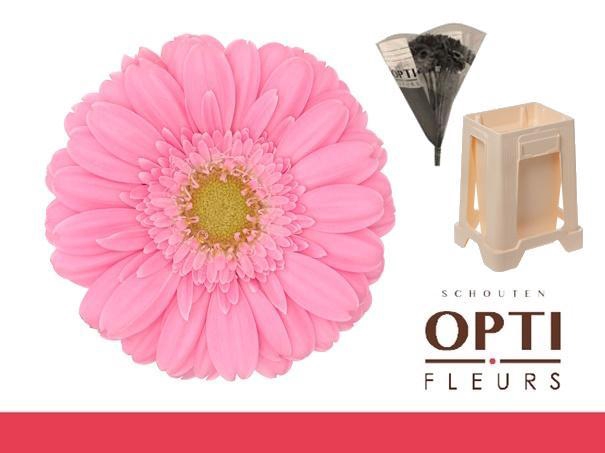 <h4>Germini Kirstey Water</h4>