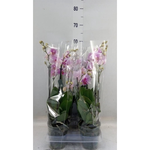 Phalaenopsis  'Ant Rotterdam'