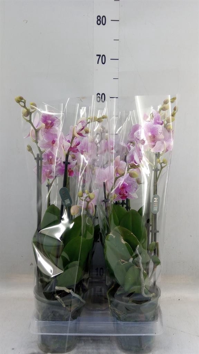 <h4>Phalaenopsis  'Ant Rotterdam'</h4>