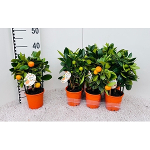 Citrus Calamondin rack/trellis