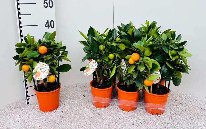 <h4>Citrus Calamondin rack/trellis</h4>