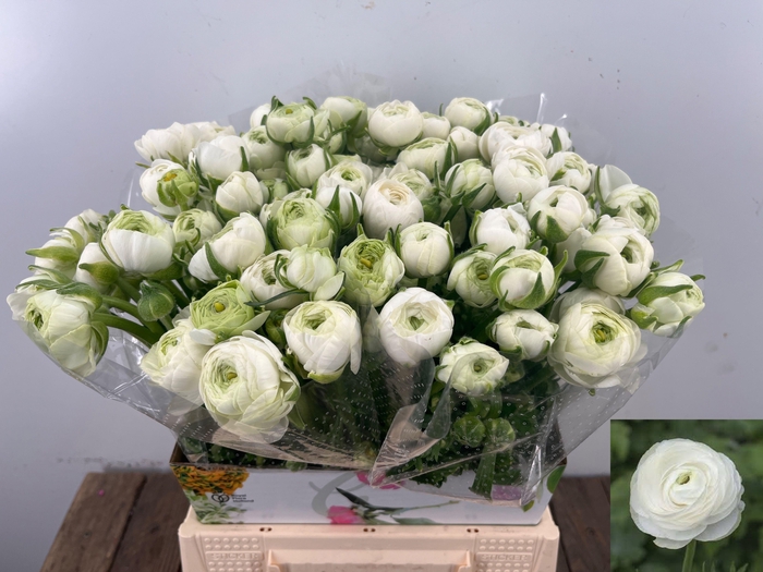 <h4>RAN EL WHITE</h4>