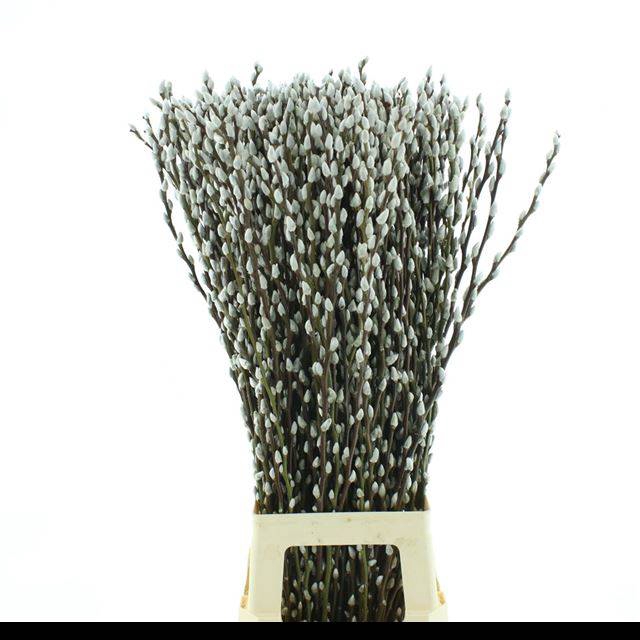 <h4>SALIX CA SNOW FLAKE</h4>