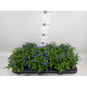 Lobelia erin. 'SweetSpring Blue'