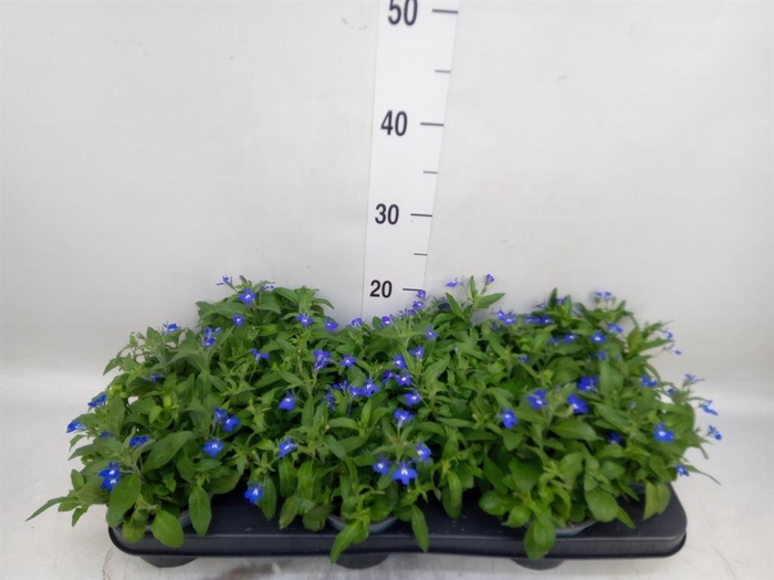 <h4>Lobelia erin. 'SweetSpring Blue'</h4>