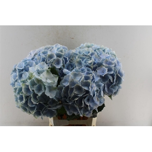 Hydr M Verena Pale Blue
