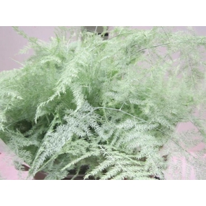 Asp Lang Get Mint Groen