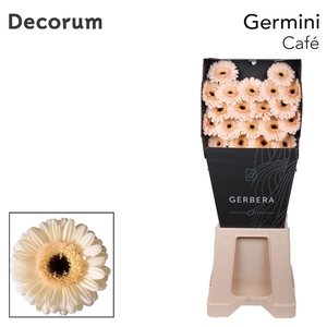 Germini Cafe Diamond Per Kaart
