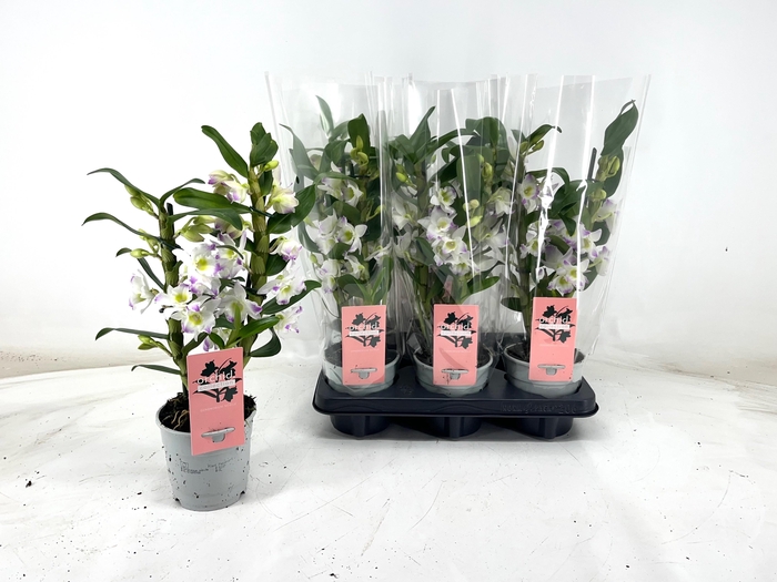 <h4>DENDR N SC APOLLON</h4>