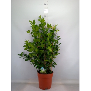 Ficus microcarpa 'Moclame'