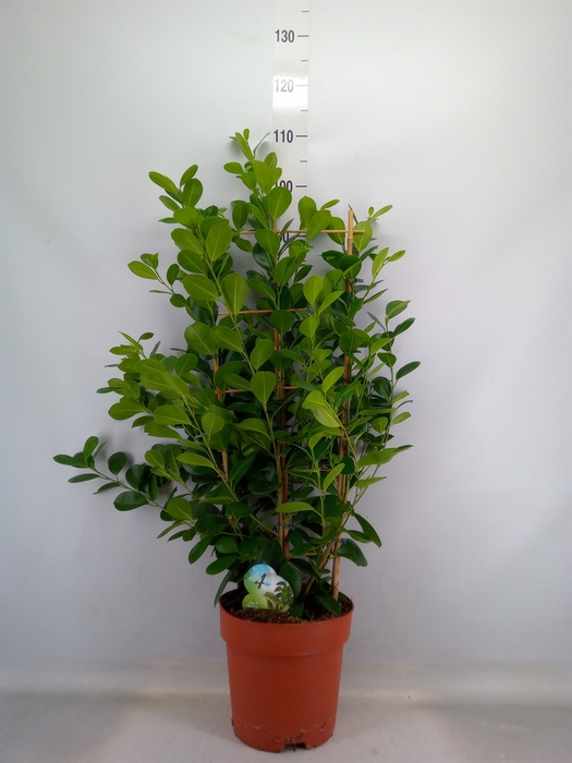 <h4>Ficus microcarpa 'Moclame'</h4>