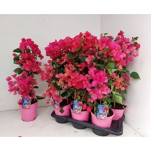 BOUGAINV DANIA
