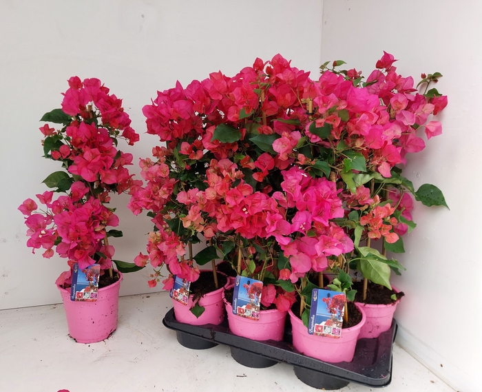 <h4>BOUGAINV DANIA</h4>