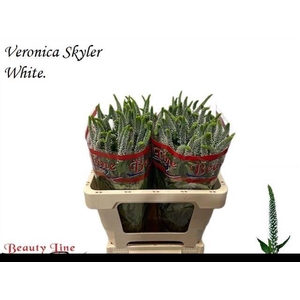 VERON L SKYLER WHITE