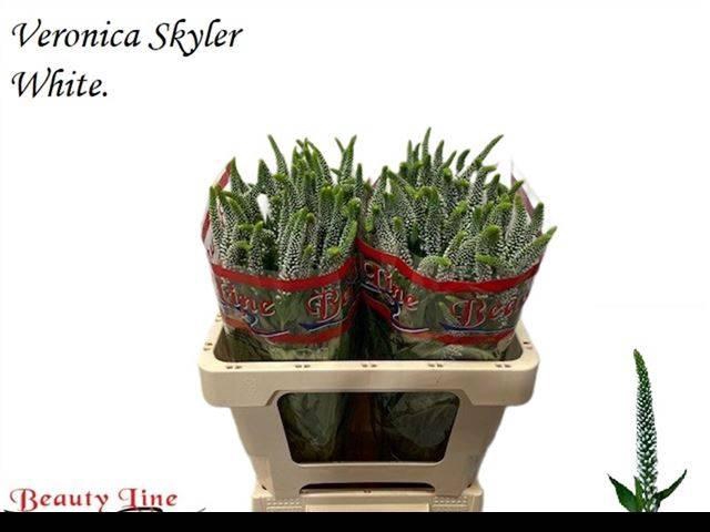 <h4>VERON L SKYLER WHITE</h4>