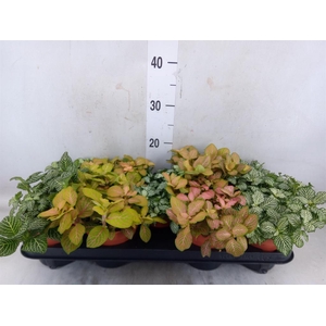 Fittonia   ...mix
