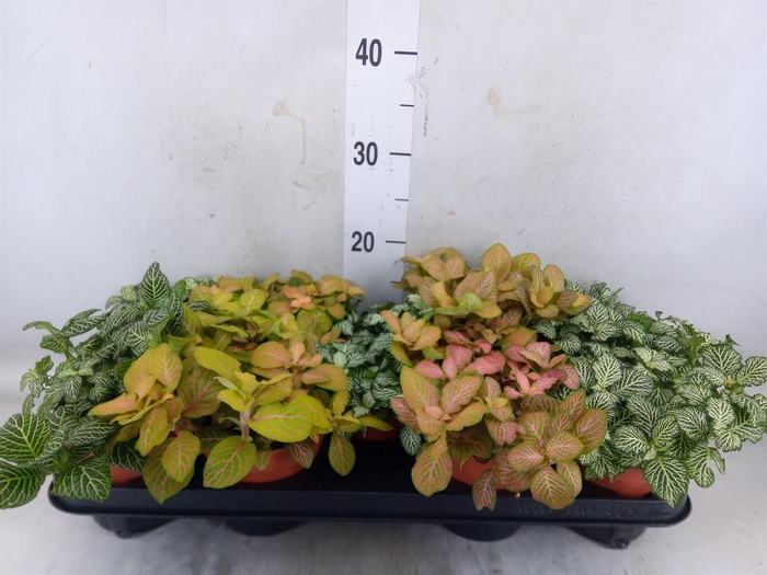 <h4>Fittonia ...mix</h4>