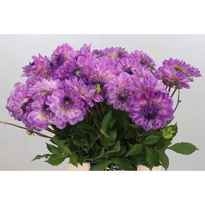 Dahlia Mediterrannee