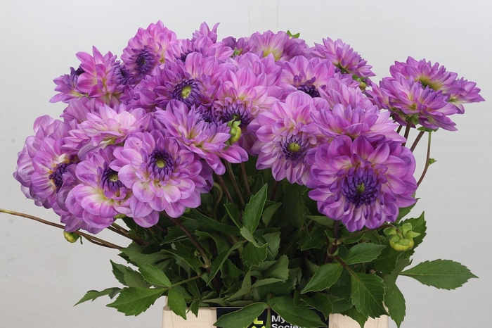 <h4>Dahlia Mediterrannee</h4>