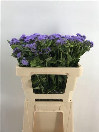 <h4>Ager Houstonianum</h4>