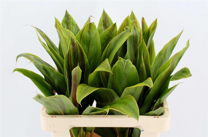 Cordyline Striped Top 62cm