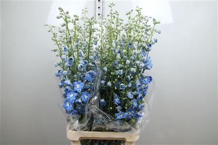 <h4>Delph Du Centu Skyblue</h4>