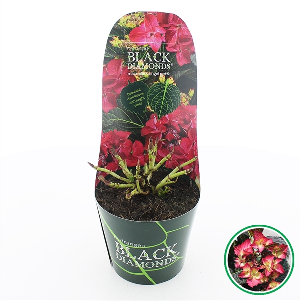 <h4>Hydrangea teller Black Diamonds® 'Dark Angel' Rood C2 (17cm.) Potcover</h4>