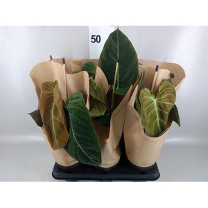 Philodendron melanochrysum