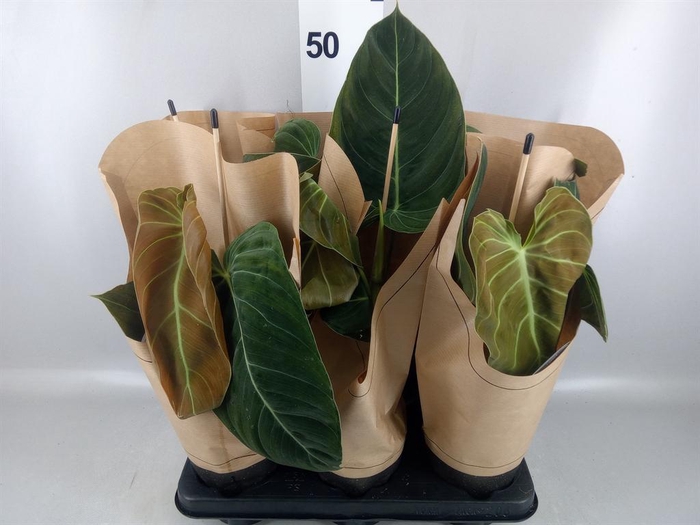 <h4>Philodendron melanochrysum</h4>