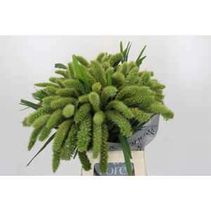 Setaria Italica Volle Melk