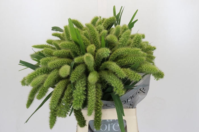 Setaria Italica Volle Melk